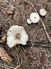 Collybiopsis peronata