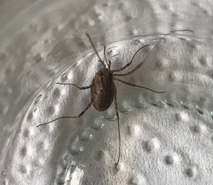 Oligolophinae