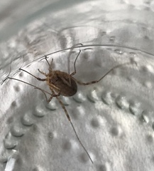 Oligolophinae