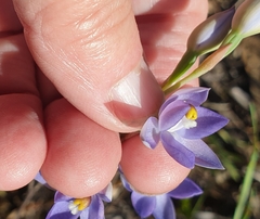 Thelymitra alcockiae
