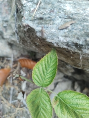 Rubus idaeus