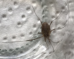 Oligolophinae