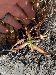 Penstemon vizcainensis