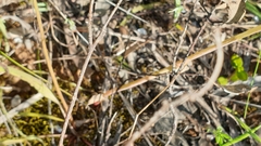 Thelymitra alcockiae