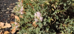Astragalus siculus