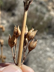 Penstemon vizcainensis