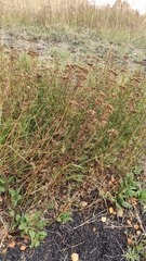 Tanacetum siculum
