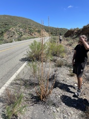 Penstemon vizcainensis
