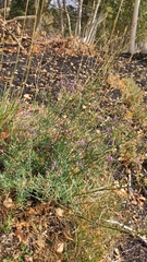 Linaria purpurea