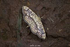 Haritalodes derogata