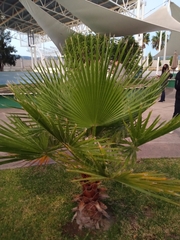 Washingtonia robusta