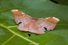 Fascellina chromataria