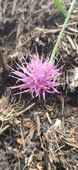 Centaurea giardinae
