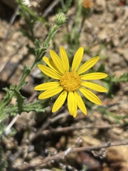 Xanthisma scabrellum