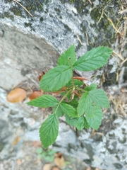 Rubus idaeus