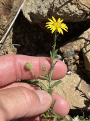 Xanthisma scabrellum