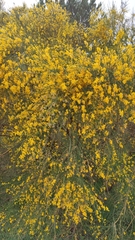 Genista aetnensis