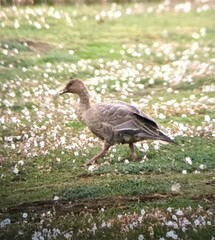 Anser brachyrhynchus