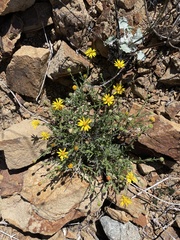 Xanthisma scabrellum