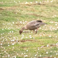 Anser brachyrhynchus