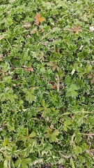 Potentilla calabra