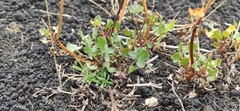 Rumex aetnensis