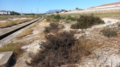 Cliffortia ericifolia