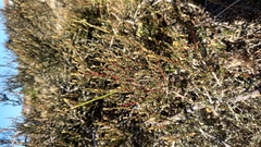 Cliffortia ericifolia