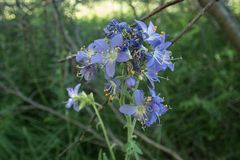 Polemonium occidentale occidentale