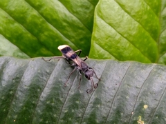 Pompilidae
