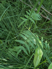 Polemonium occidentale occidentale