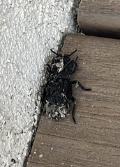 Phloeodes diabolicus