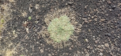 Saponaria sicula