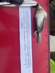 Ammodramus savannarum