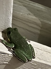 Hyla gratiosa