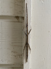 Megaphasma denticrus