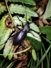 Carabus procerulus procerulus