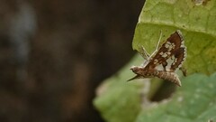 Sameodes cancellalis