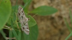 Sameodes cancellalis