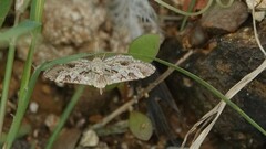 Sameodes cancellalis