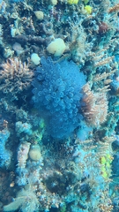 Clavelina moluccensis