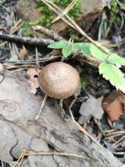 Inocybe