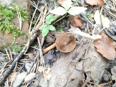 Inocybe