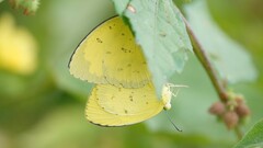 Eurema hecabe