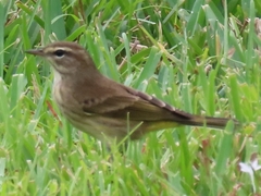 Setophaga palmarum palmarum