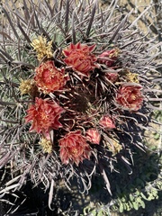 Ferocactus