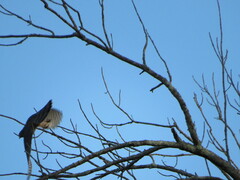 Accipiter