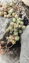 Sedum dasyphyllum
