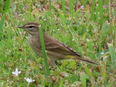 Setophaga palmarum palmarum