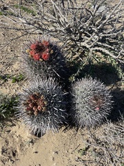 Ferocactus